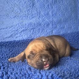 Black Sable - Fawn male American Bully puppy in Union County, North Carolina from XLRG BULLIES