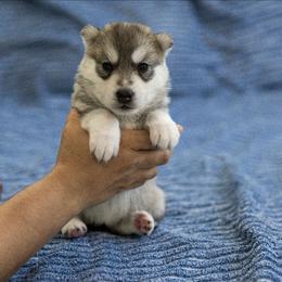 Blaze - Gray and white female Siberian Husky puppy in North Miami, Florida from Kardrovi Siberians