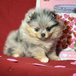 Lola - Blue merle female Pomeranian puppy in Scottsburg, Virginia from Summer Set Poms
