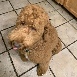 Labradoodles from Daisy Uribe's Labradoodles