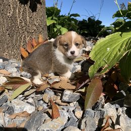 Pembroke Welsh Corgi Puppies from Whistling Wind Corgi’s