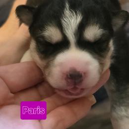 Paris - Black and white female Siberian Husky puppy in Meridian, Mississippi from JJ's Huskies