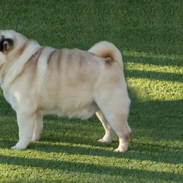 French Bulldog and Pug All Grown Up from FurEver Canine