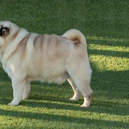 French Bulldog and Pug All Grown Up from FurEver Canine