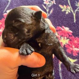 Girl 1 - Black female Scottish Terrier puppy in Asheboro, North Carolina from Gail's Scottish Terriers