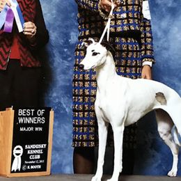 Whippets and Wire Fox Terriers from Forestview