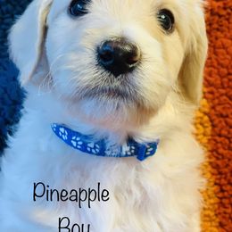 Cavapoo, Goldendoodle, and Poodle Puppies from Alpine Poodle and Doodle