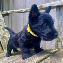 Aspen (Yellow) - Black male Scottish Terrier puppy in Jefferson, North Carolina from McGuire’s High Country Terriers