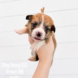 Brown - King Henry (fluffy) - Red male Pembroke Welsh Corgi puppy in Milan, Georgia from Williams’ Welsh Corgis LLC