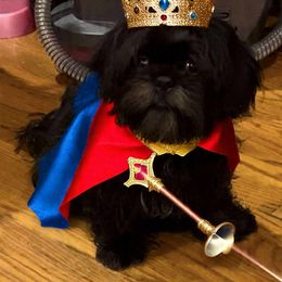 Sonic - Chocolate and tan male Shih Tzu puppy in Englewood, New Jersey from Sincerely Paws