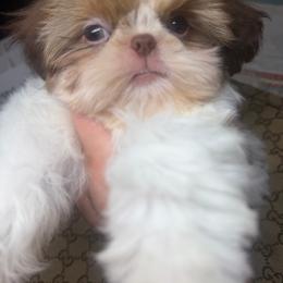 Merlot - Red and white male Shih Tzu puppy in Coolidge, Arizona from Shih Tzu’s  ‘N’ Love