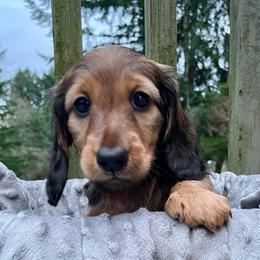 Stanley - Sable male Dachshund puppy in Chehalis, Washington from Devoted Doxies - DLL