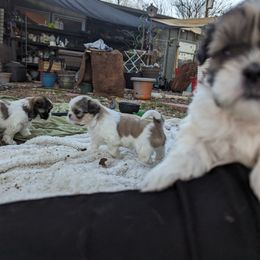 Shih Tzu Puppies from We Shih Tzu Not!