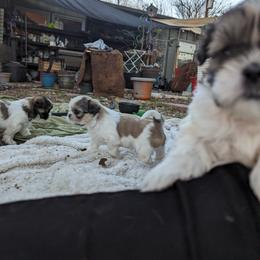 Shih Tzu Puppies from We Shih Tzu Not!