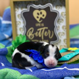 Dachshund and Poodle Puppies from Chocolate Pet Connection