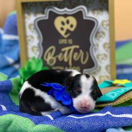 Dachshund and Poodle Puppies from Chocolate Pet Connection