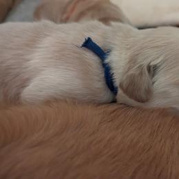 Golden Retriever Puppies from Goldens of Heritage Oaks