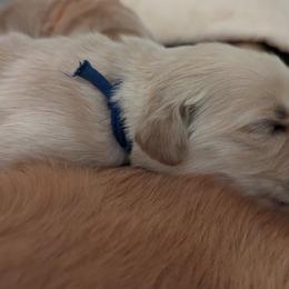 Golden Retriever Puppies from Goldens of Heritage Oaks