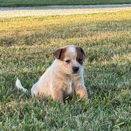 Girl 3 - Pink Collar - Red speckled female Australian Cattle Dog puppy in Nevada, Missouri from Back Road Dog Company, LLC