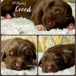 4 Creed - Red tri-color male Australian Shepherd puppy in Huntington, Texas from JKKJ Farms, LLC
