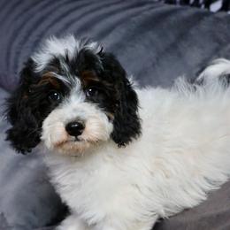 Rex - Tri-color male Bernedoodle puppy in Muskogee, Oklahoma from Lawler’s Legacy Litters