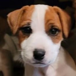 Boy 3 - Tan and white Jack Russell Terrier puppy in California from Kimberlite