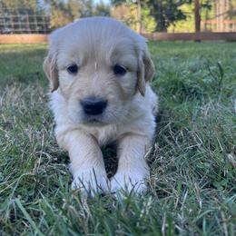 Golden Retriever Puppies from Trillium Spring's Goldens
