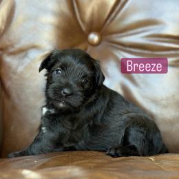 Breeze - Black female Miniature Schnauzer puppy in Akron, Ohio from Green Family Companion Kennel, LLC
