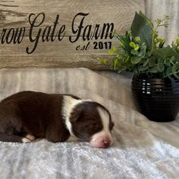 Wyatt - White and red male Border Collie puppy in Moody, Texas from Narrow Gate Farm