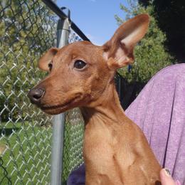 Boy 1 - male Miniature Pinscher puppy in Momence, Illinois from Rock of Ages Kennel