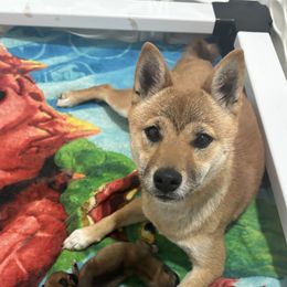 Tinker Bell - Shiba Inu