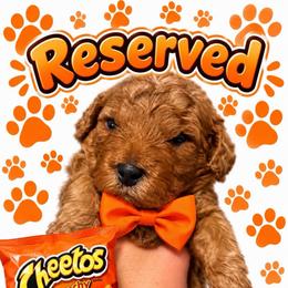 Cheeto - Red  male Goldendoodle puppy in Coats, North Carolina from TH.EM Doodles