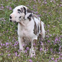 Wade - Harlequin Great Dane puppy in Jerusalem, Arkansas from Mara Danes