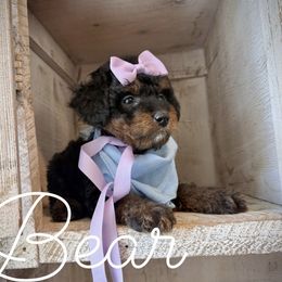 Cavapoo and Poodle Puppies from Premier Paws