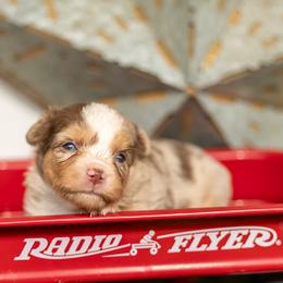 Sundown - Red merle female Toy Australian Shepherd puppy in Granbury, Texas from Best Little Aussies