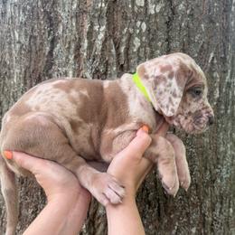 Neon collar - Merle female Great Dane puppy in Ider, Alabama from Sand Mountain Danes LLC