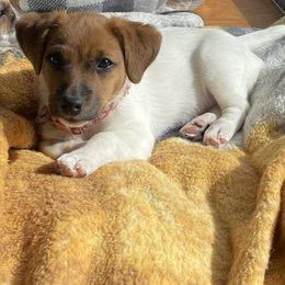 Russell Terrier Puppies from Frog Hollow Farm