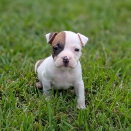 Kai - Red male American Staffordshire Terrier puppy in Conley, Georgia from Cicero Kennels
