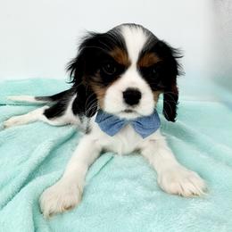 Grand Champion-Sired Mouse - Tri-color male Cavalier King Charles Spaniel puppy in Louisville, Kentucky from Ali-Mae Cavalier King Charles Spaniels