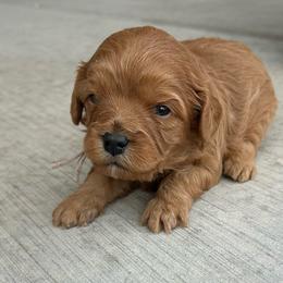 Peach - Red female Cavapoo puppy in Herriman, Utah from Shaggy Mountain Pups LLC