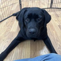 Cinder - Labrador Retriever