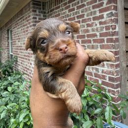 Jax - Chocolate and tan male Yorkshire Terrier puppy in Pearl, Mississippi from Amazing Companions Kennel