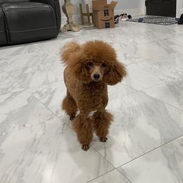 Annie - Poodle