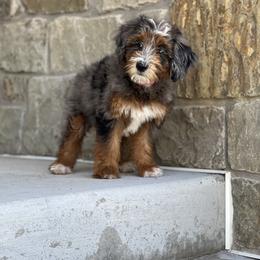 Bernedoodle Puppies from Redrockbernedoodles