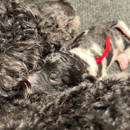 Red - Parti male Poodle puppy in Wilkes Barre, Pennsylvania from Apricity Poodles