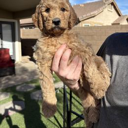 Jolene - Red  female Goldendoodle puppy in Mesa, Arizona from Schmidt’s Doxies N Doodles