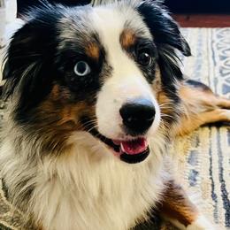 Miniature Australian Shepherds from Kristy’s Kennels