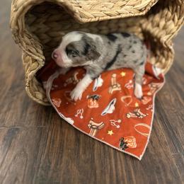 Boy 2 - Blue merle male Miniature Australian Shepherd puppy in Doddridge, Arkansas from Huddleston Farm