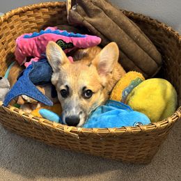 Ares AKA Captain Jack - Sable Pembroke Welsh Corgi puppy in Beaverton, Oregon from Pordr Corgis