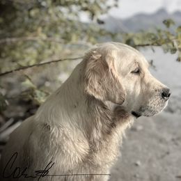 “Peach” - Golden Retriever